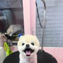 아가삐 이미지