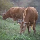 정다운 한우 이미지