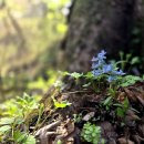 외성길24(연초록 산하, 26/04/15, 동문-큰골-한봉-벌봉-동문, Bright Morning) 이미지