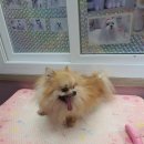 the 굿 dog 이미지