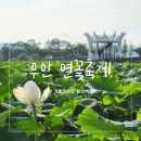 소담농장 | 전남 가볼만한곳 무안 회산백련지 연꽃축제 동물 농장 실시간 후기