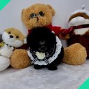 드림독 강아지분양 안심분양센터 김포점 | 사우동강아지분양, 버디독 강아지분양 안심분양센터 김포점에서 함께하세요!