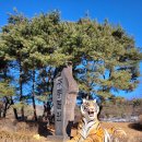 주차장매점 | 청주동물원 입장료 무료 조건? 크기 주차장 매점 명절 연휴 후기 (+ 사자 호랑이)