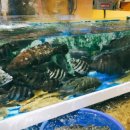 궁평항해오름수산시장 이미지