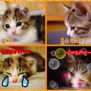 caffe향 네이버블로그