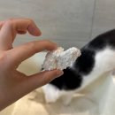 까사까리도 | [모래] 응고력 좋은 고양이 모래, 천연 카사바 모래 '카사까리'