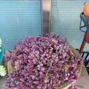 고석정주유소 이미지