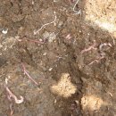 소망농장 이미지