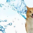 쿨한 강아지 이미지