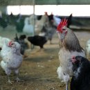 외동농원 이미지