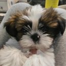 멍샵 강아지분양 인천본점 이미지