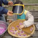 두메농장 Daum카페