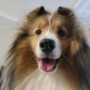 돈짝 초읍점 이미지