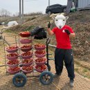 세븐일레븐 [예산능금휴게소점] | 주말 일상 - 충남 홍성 딸기농장 일손돕기, 황금코다리, 서산 유기방가옥