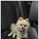 쿨펫동물병원(탄방점) 이미지