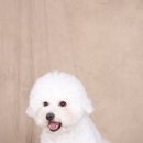 우리집 똥강아지 이미지