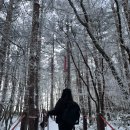 관음사 | [제주] 한라산 설산 등반 후기 (관음사-성판악 코스) 예약, 준비물