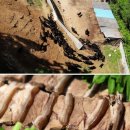 통안골흑염소농장 이미지