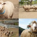 송이목장 이미지