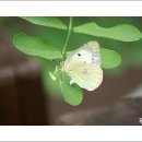 노랑나비 이미지