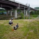 클럽더독스 이미지