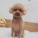 사월의 그루밍 이미지