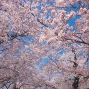 작천정작은도서관 | 울산 작천정 벚꽃길 아이랑 가기 좋은 봄 산책코스 (+근처 카페까지)