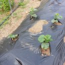 만물상회 이미지