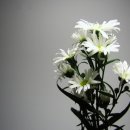 2016-주051 이미지