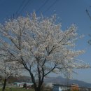 양평에 벚꽃 길 이미지