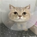 가디언 동물의료센터 이미지