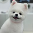 로에펫 이미지