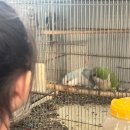 앵무타운 이미지