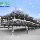 황태덕장 이미지