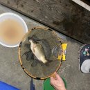 낚시타운 좌대낚시터 | 음성] 제수리지낚시터 좌대 붕어낚시 솔직 후기