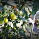 시원농장 이미지