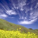 해인향기 이미지