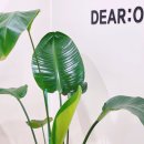 디어룸(DEAR:OOM) 이미지