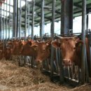 합천축산업협동조합 섬유질사료공장 | 국내 최고 명품 ‘합천황토한우’, 전국적 명성 이어간다