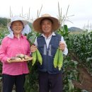 김영욱농장 네이버블로그