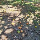 대봉축산 이미지