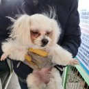 마루네 애견사랑 이미지