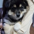 평택1로 이미지