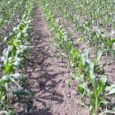 아마골농장 이미지