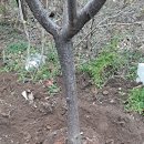 자엽자두나무 굴취 작업(24.3.17) 이미지