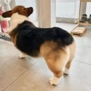 미코 그루밍 이미지