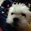 아띠그루밍 이미지