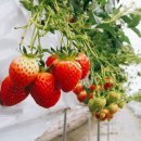 기선농장 이미지