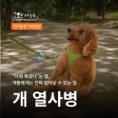 사회적협동조합도원참사랑나눔 | [뉴스레터] 여름철 개 열사병, 원인부터 응급 대처법까지 (246호)