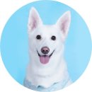 천안 사진관 [사파리 사진관] 두정동 핫플레이스 찐 내돈내산 후기
